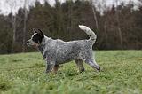 BOUVIER AUSTRALIEN 388